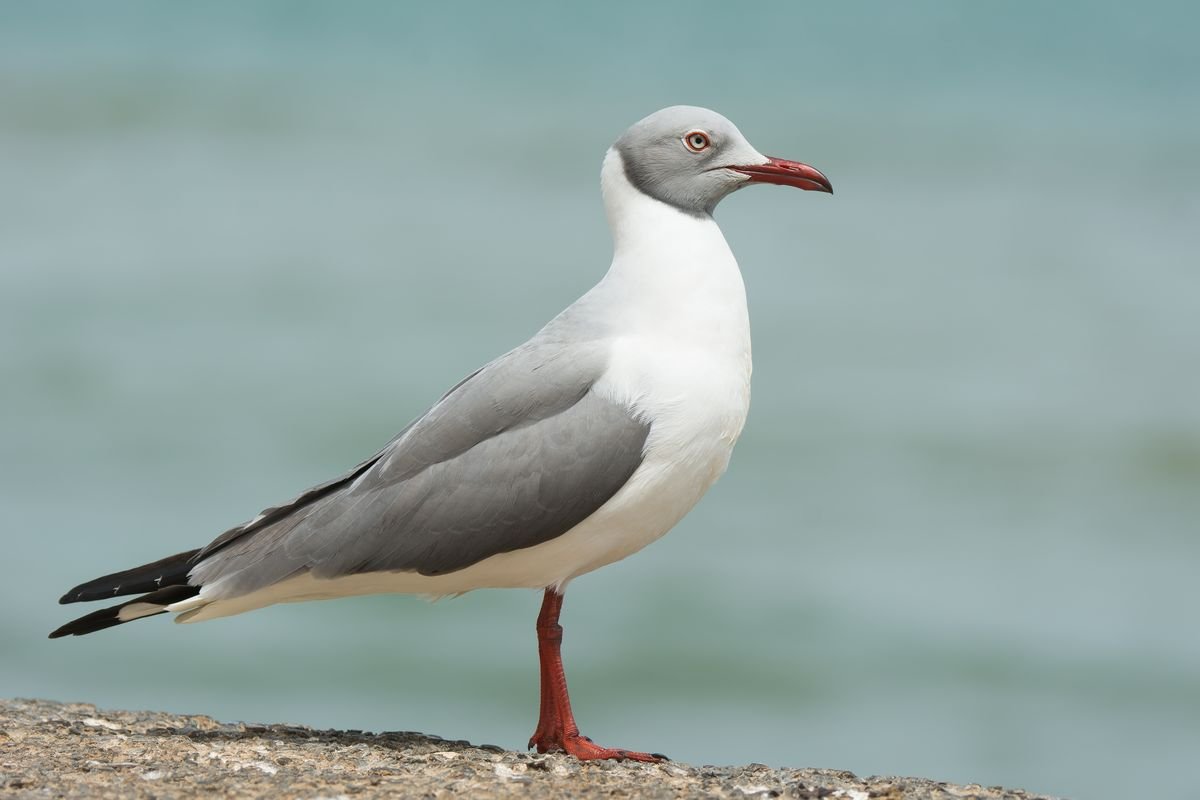 Grey-headed Gull